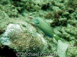 Inside Reef at Lauderdale by the Sea by Michael Kovach 